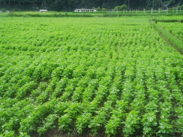 桑樹種子發芽出苗圖片