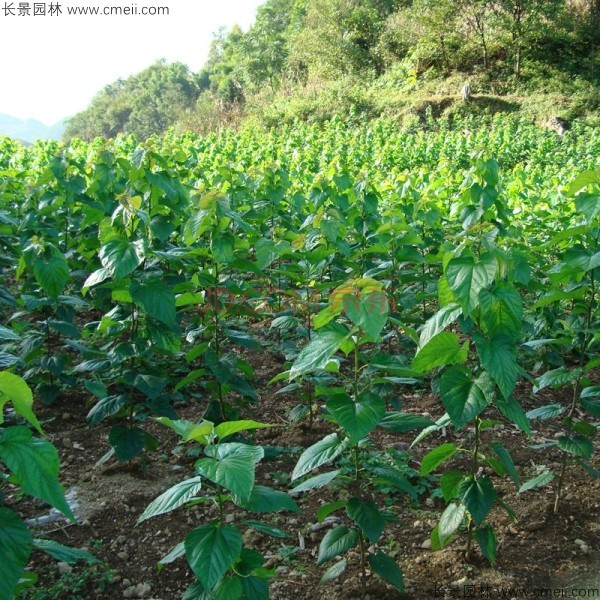 桑樹種子發芽出苗圖片