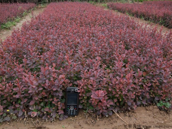 紅葉小檗種子發芽出苗圖片