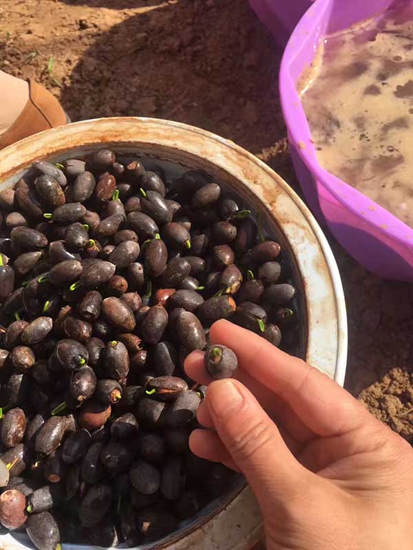 荷花種子發芽出苗圖片