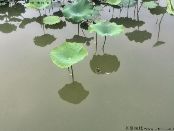 荷花種子發芽出苗圖片