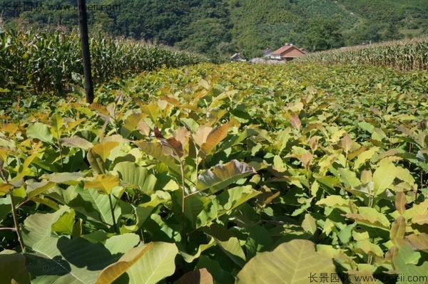 厚樸種子發芽出苗圖片