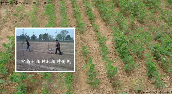 黃芪種子發芽出苗圖片