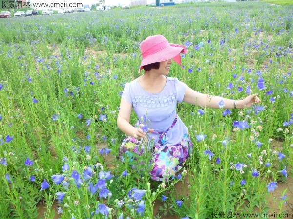 桔梗種子發芽出苗圖片