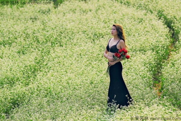 苦蕎麥種子發芽出苗圖片