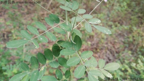 馬棘種子發芽出苗圖片