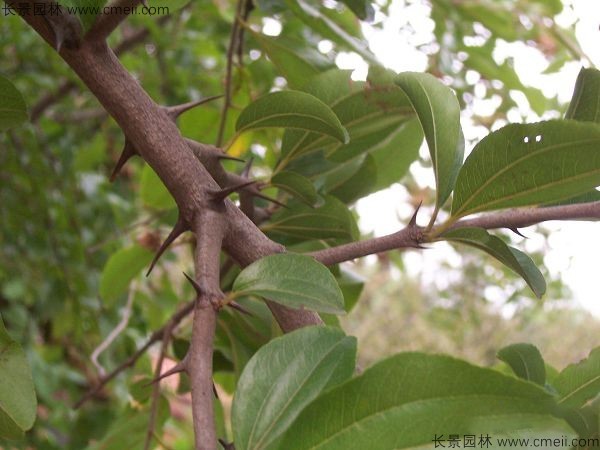 馬甲子種子發芽出苗圖片