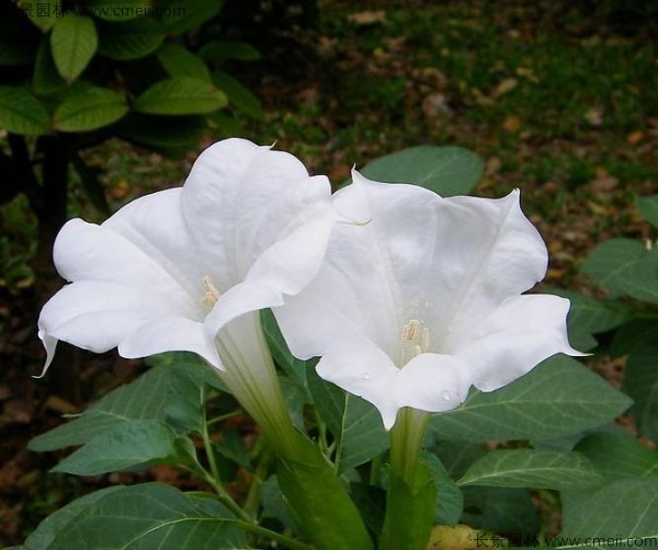 曼陀羅種子發芽出苗開花圖片