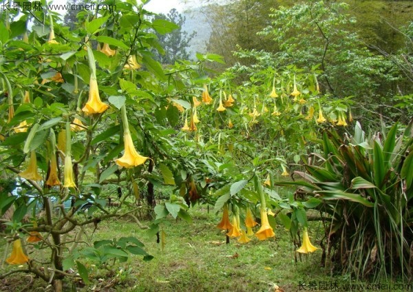 曼陀羅種子發芽出苗開花圖片