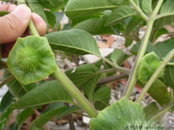 曼陀羅種子發芽出苗開花圖片