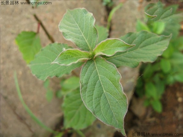 牛膝種子發芽出苗圖片