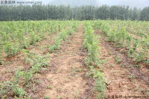 沙樸種子發芽出苗圖片