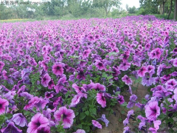 牽牛花種子發(fā)芽出苗開(kāi)花圖片