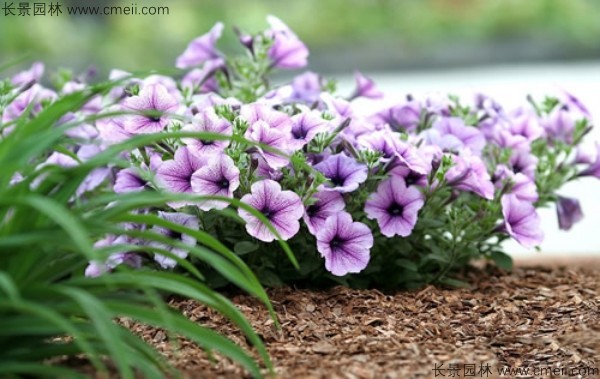 牽牛花種子發(fā)芽出苗開(kāi)花圖片