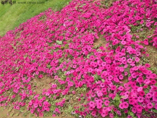 牽牛花種子發(fā)芽出苗開(kāi)花圖片