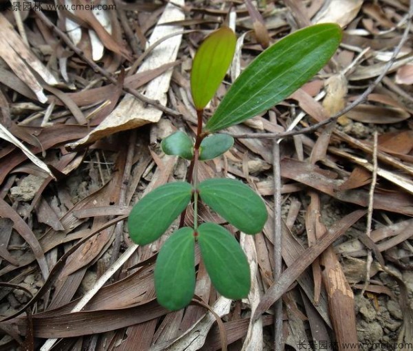 臺灣相思樹種子發芽出苗圖片