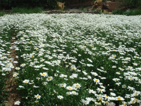 野菊花開(kāi)花圖片