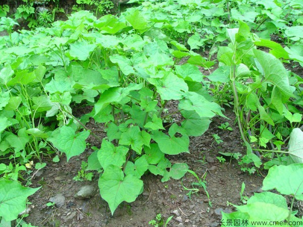 甜蕎麥種子發芽出苗圖片