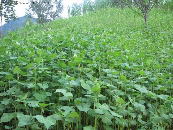 甜蕎麥種子發芽出苗圖片