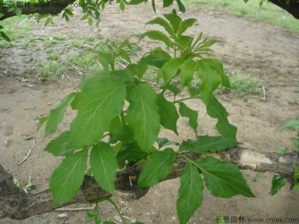 接骨木種子發(fā)芽出苗圖片