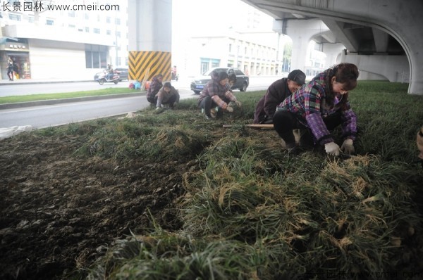 麥冬草種子發芽出苗開花圖片