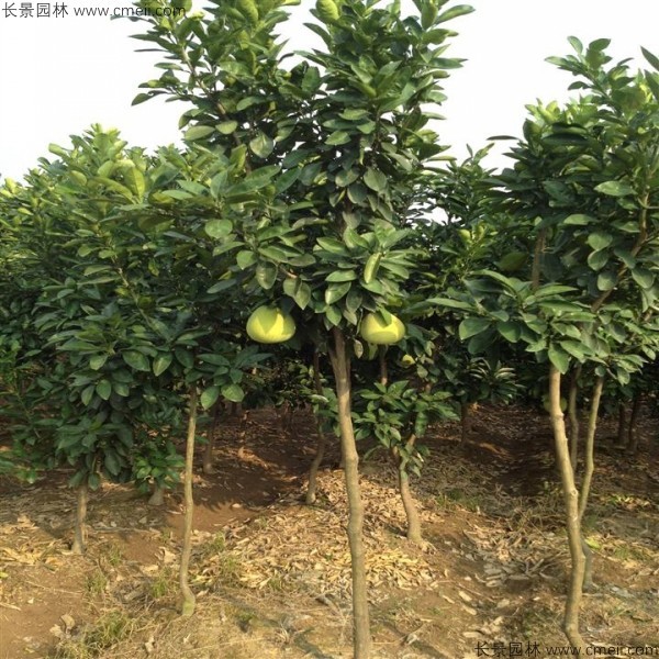 香泡種子發芽出苗圖片