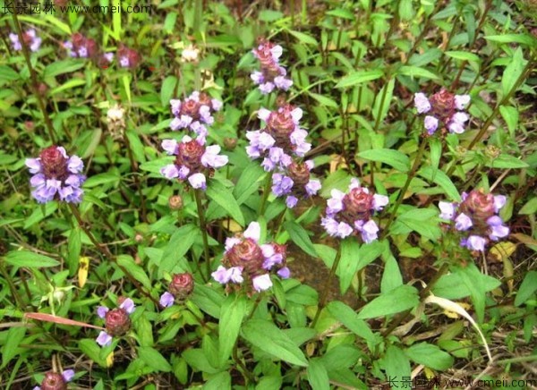 夏枯球種子發芽出苗開花圖片