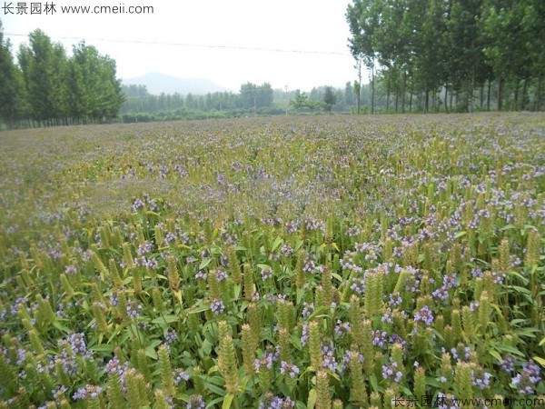 夏枯球種子發芽出苗開花圖片