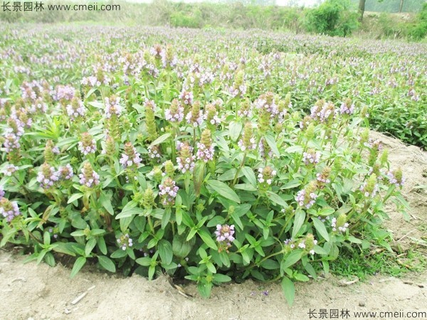 夏枯球種子發芽出苗開花圖片