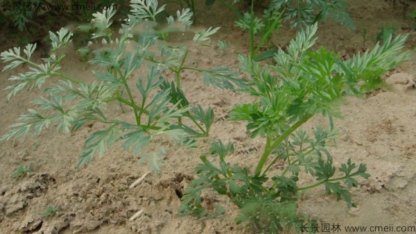 南沙參種子發芽出苗圖片