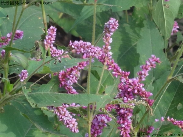 水紅花種子發芽出苗開花圖片