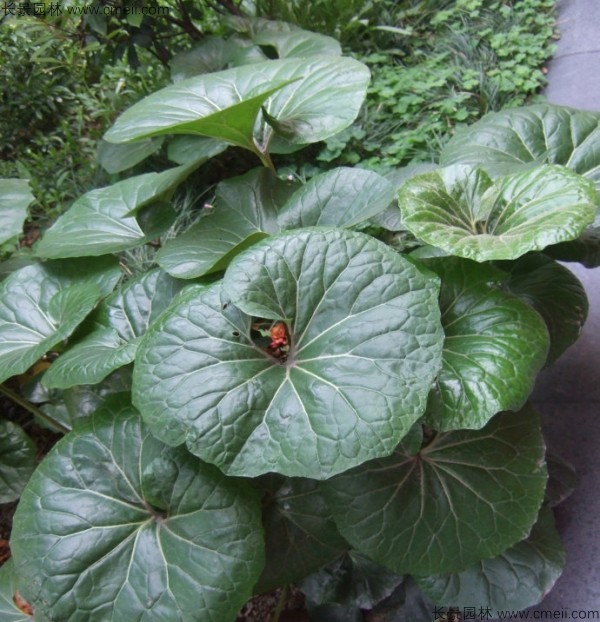 大吳風草種子發芽出苗開花圖片