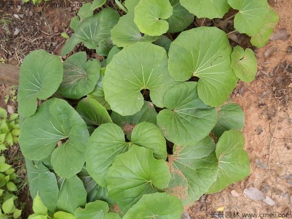 大吳風草種子發芽出苗開花圖片