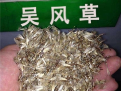 大吳風(fēng)草種子