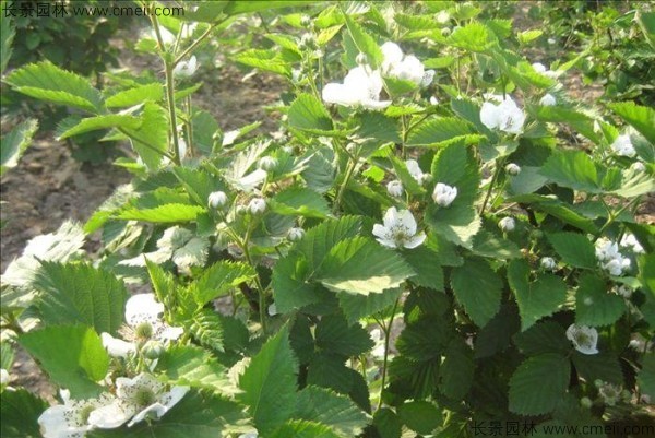 樹莓種子發芽出苗圖片