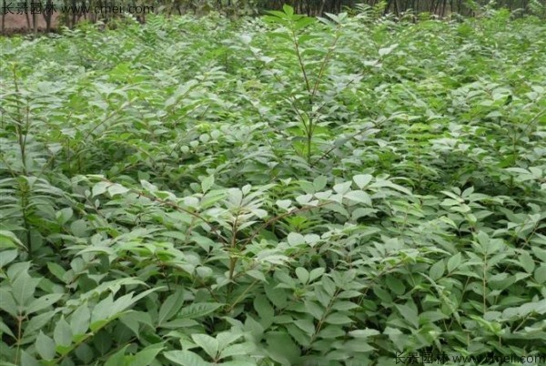 黃柏種子發(fā)芽出苗圖片