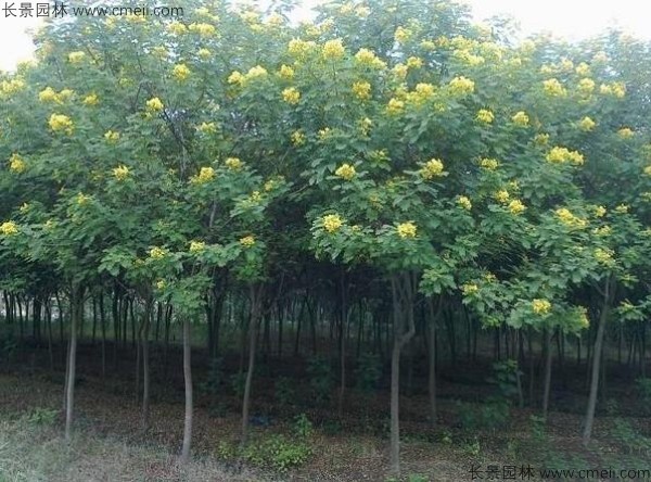 黃花槐種子發芽出苗開花圖片