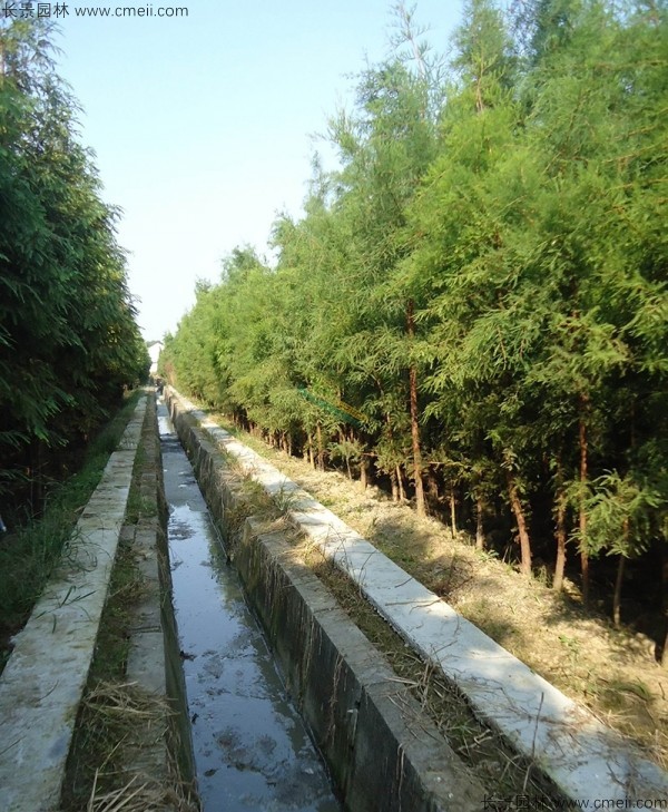 池杉種子發芽出苗圖片