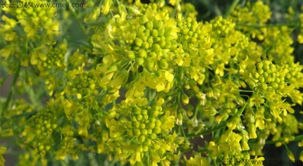 板藍根種子發芽出苗開花圖片