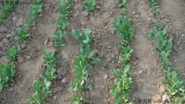 板藍根種子發芽出苗開花圖片