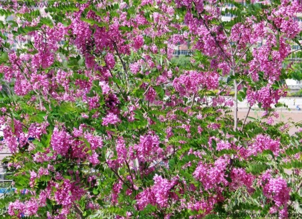 紅花槐種子發芽出苗開花圖片