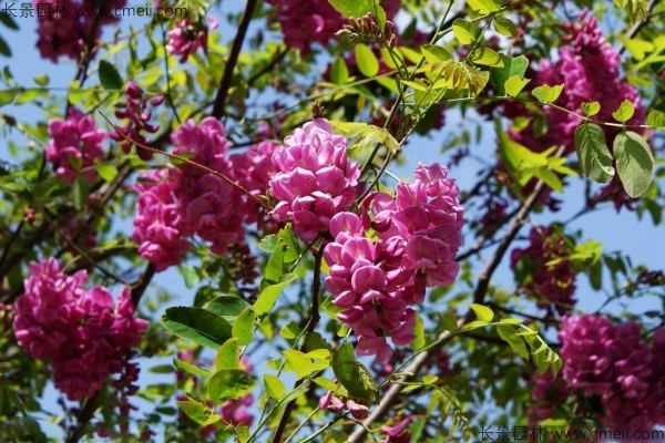 紅花槐種子發芽出苗開花圖片