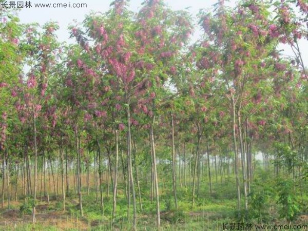 紅花槐種子發芽出苗開花圖片