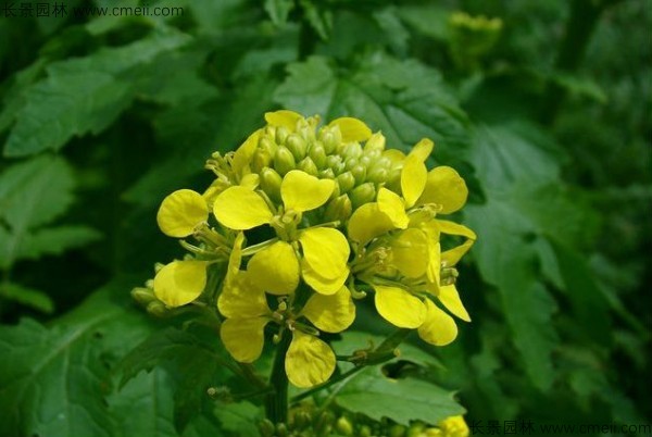 白芥子種子發(fā)芽出苗開花圖片