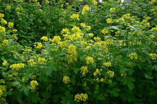 白芥子種子發(fā)芽出苗開花圖片