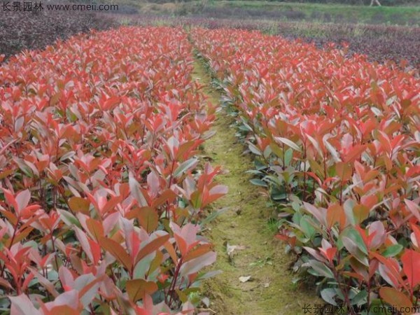 紅葉石楠種子發(fā)芽出苗圖片