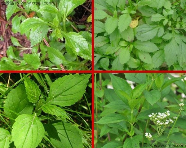 敗醬草種子發芽出苗圖片