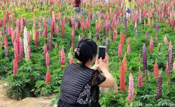 羽扇豆種子發芽出苗開花圖片