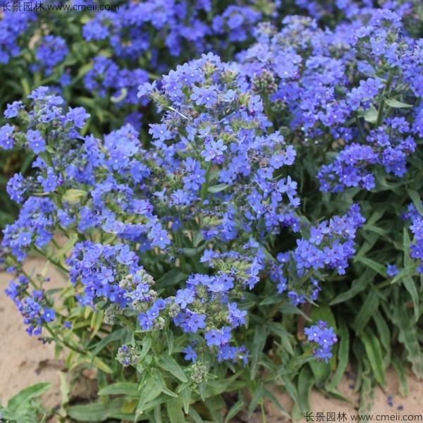 南非牛舌草種子發芽出苗開花圖片