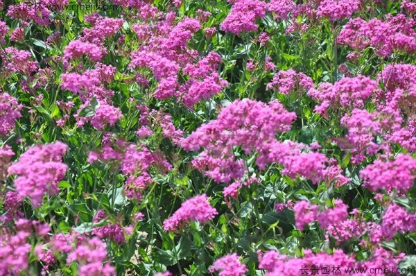 高雪輪種子發(fā)芽出苗開(kāi)花圖片